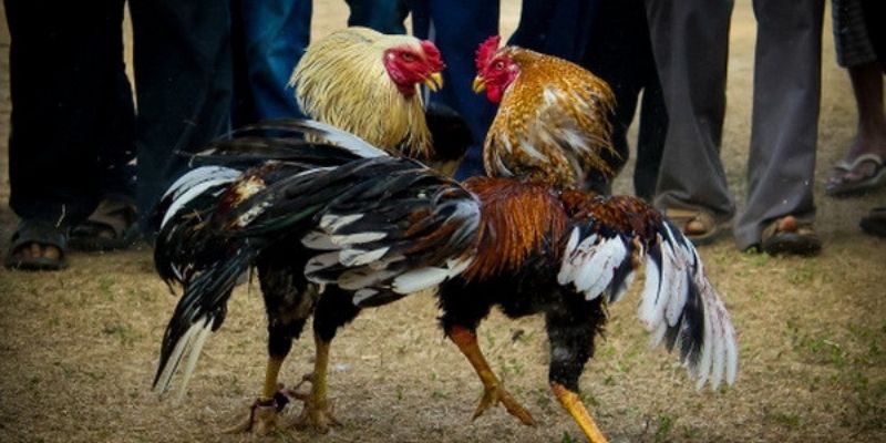 Bảng minh họa tỷ lệ thắng các loại kèo đá gà 8XX 
